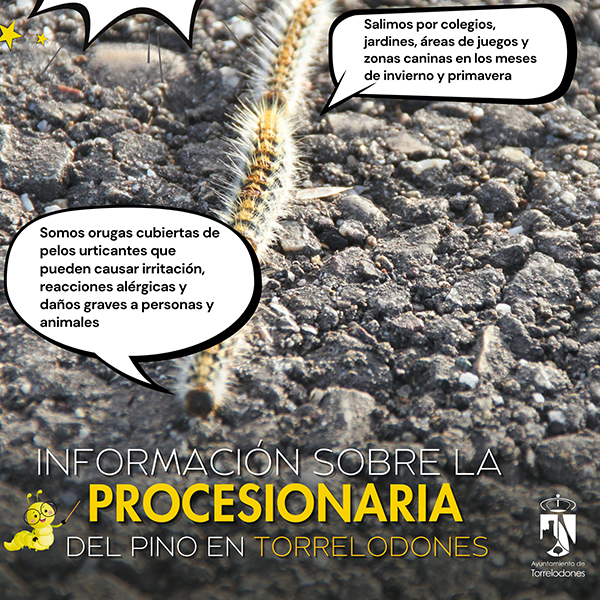 creatividad-procesionaria