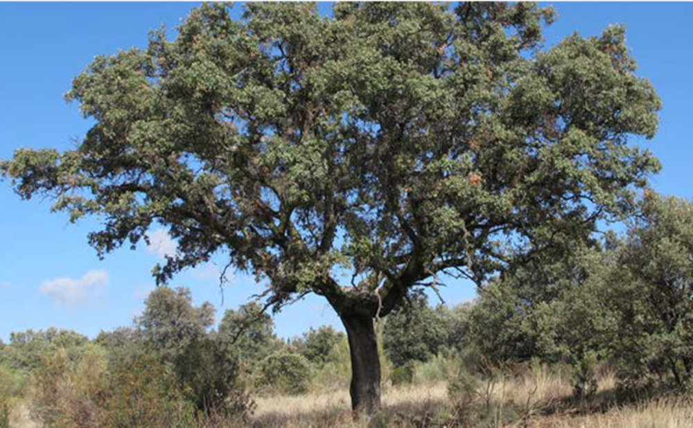 area homogenea norte