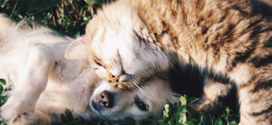 centro-acogida-animal-torrelodones