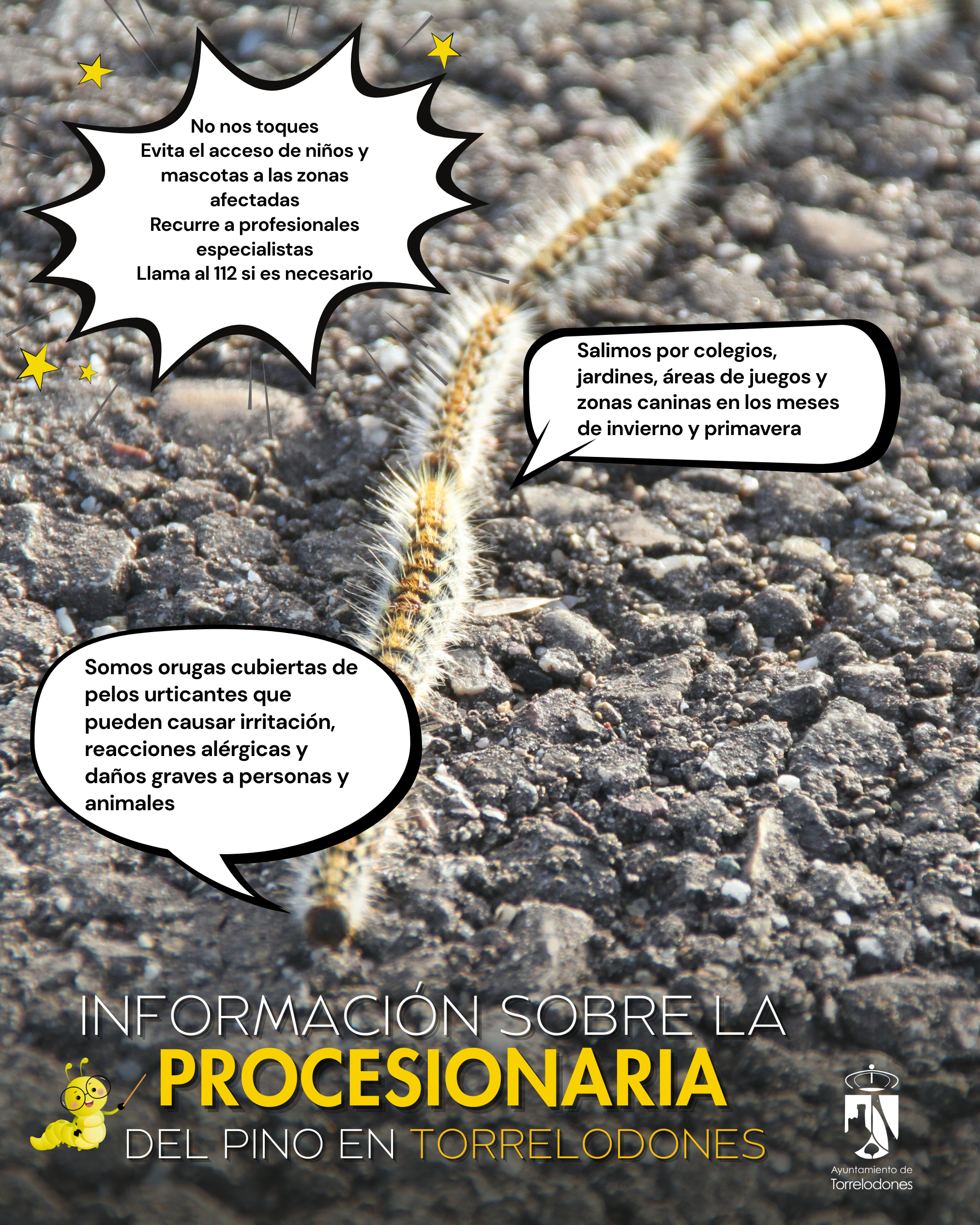 creatividad procesionaria