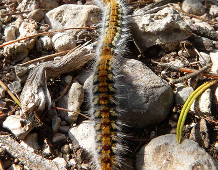 La campaña de la procesionaria del pino